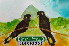 Black-cockatoos-2