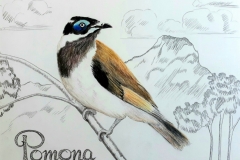 Blue-faced-honeyeater-scaled