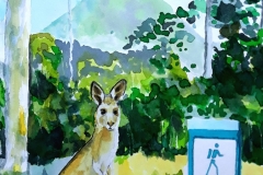 Kangaroo